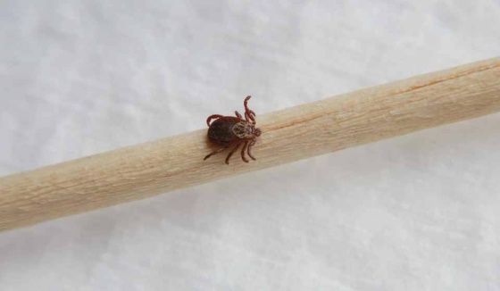 В семи районах Новосибирской области ожидается наибольшая активность клещей