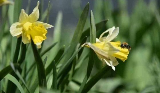 До +27 градусов пообещали новосибирцам на майские праздники
