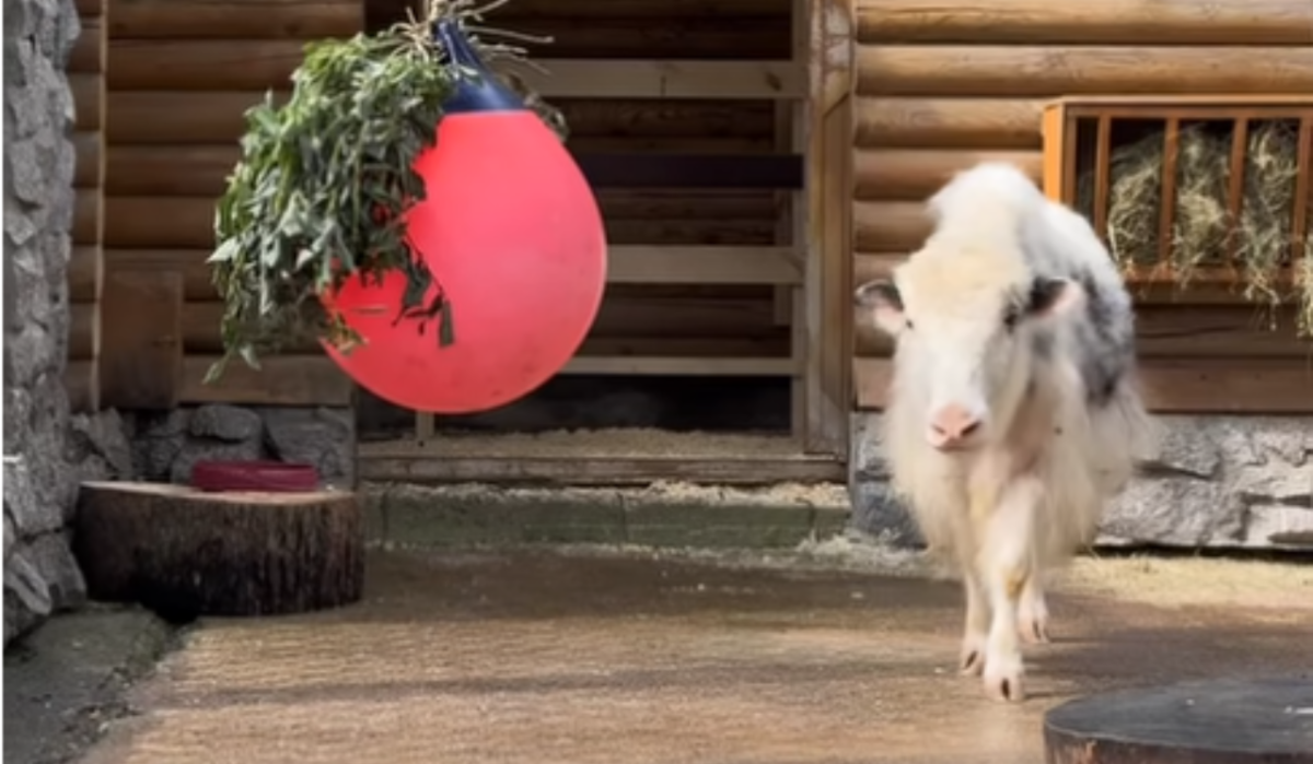 Ленинградский зоопарк пополнился новой обитательницей