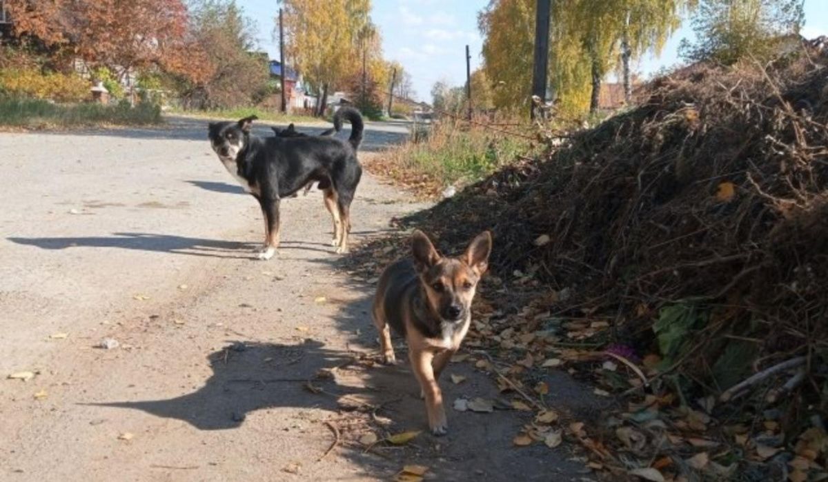 В Новосибирске штраф для владельцев собак увеличат до пяти тысяч рублей