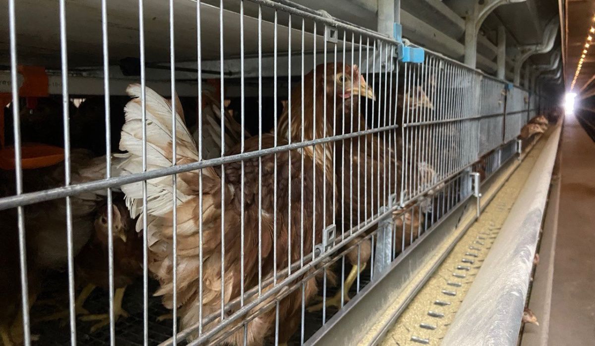 Российские птицефабрики сокращают поголовье кур-несушек из-за обвала цен на яйца