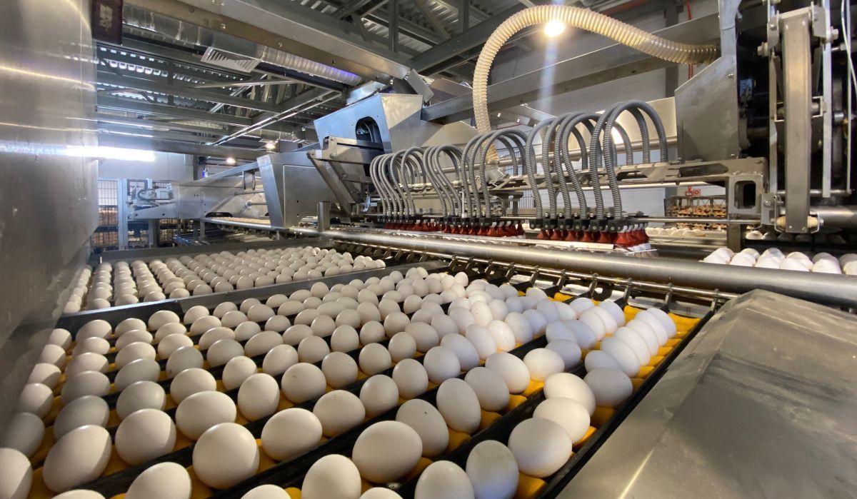 Эксперты объяснили позицию &quot;Росптицесоюза&quot; по перепроизводству яица