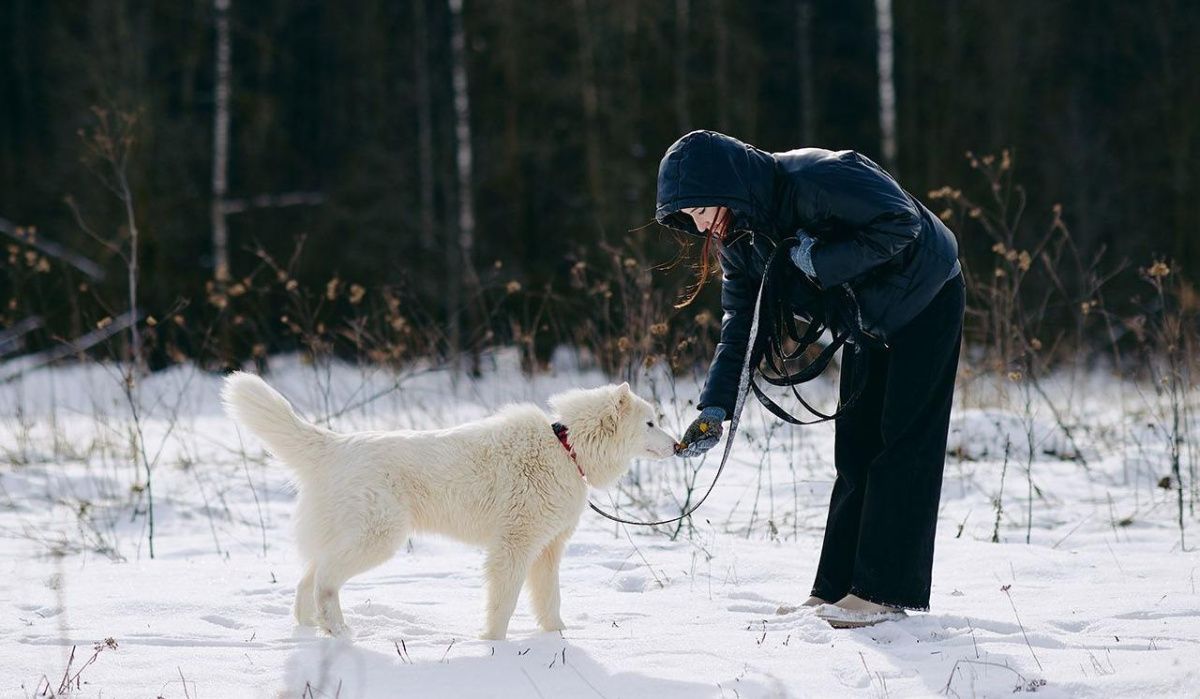 Участники акции «Добрая елка для лапок» подарят подарки питомцам из приютов