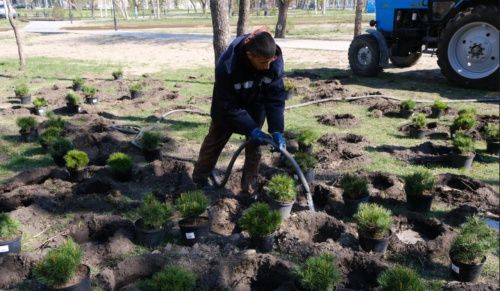 В Новосибирской области сотни деревьев высадили в “Саду памяти”