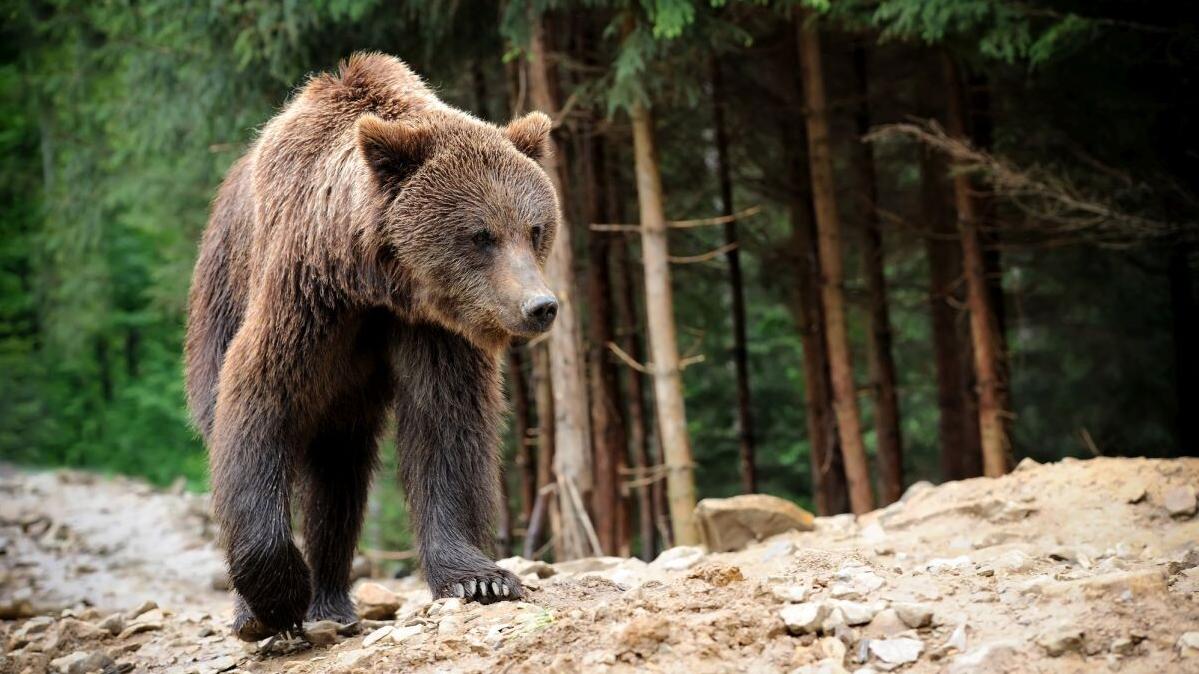Красноярские спасатели нашли тело погибшего от лап медведя туриста в Ергаках