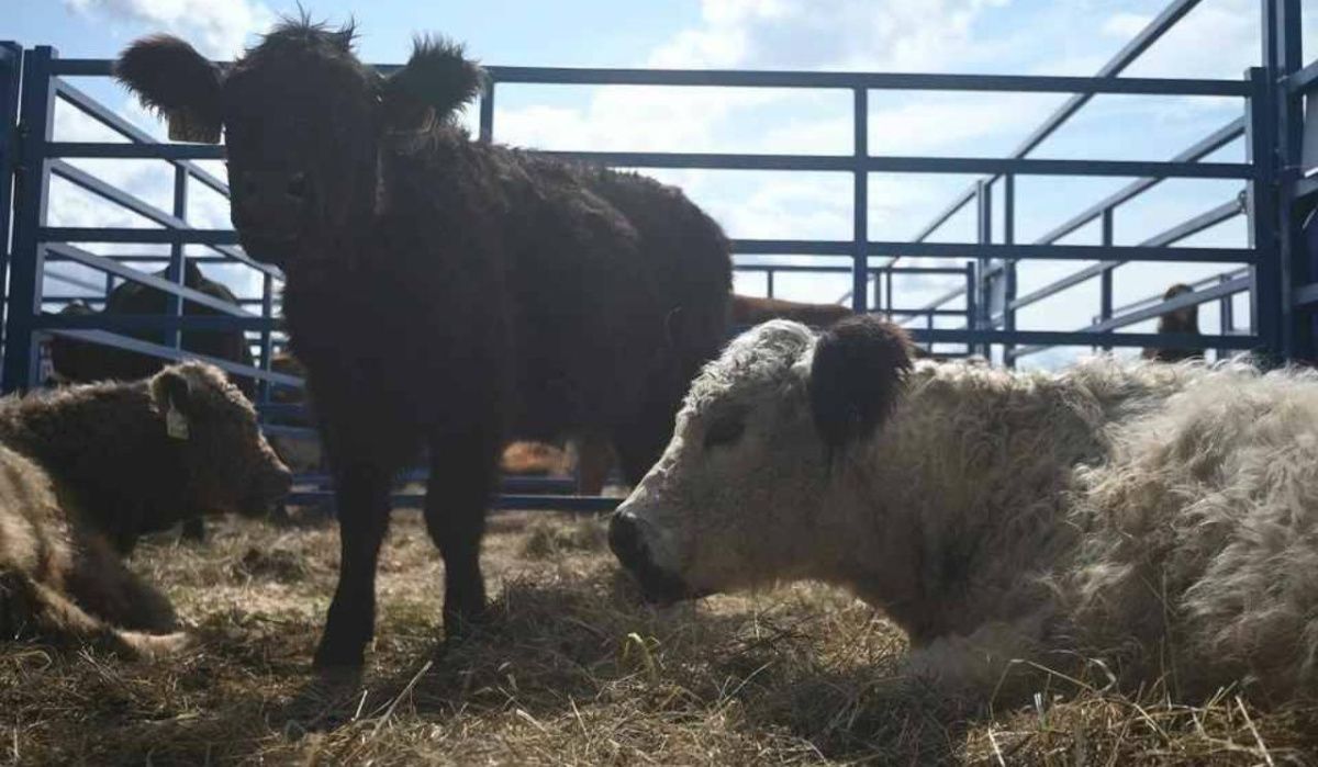 В Новосибирской области более 10 дней нет новых вспышек заболевания скота