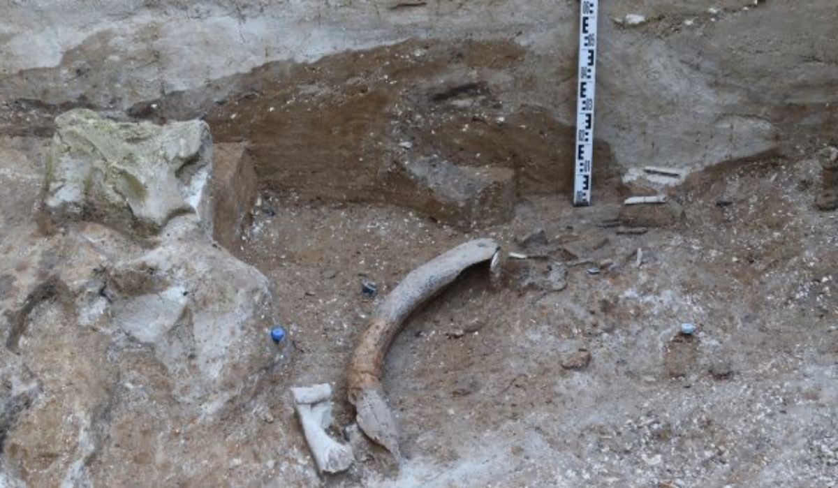 В воронежских Костёнках обнаружили фрагмент бивня мамонта