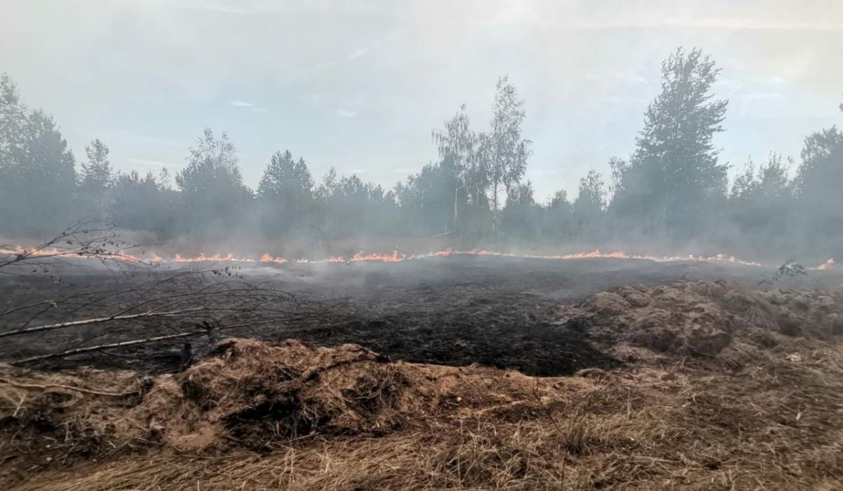 В Нижегородской области запретили гулять в лесах и охотиться 