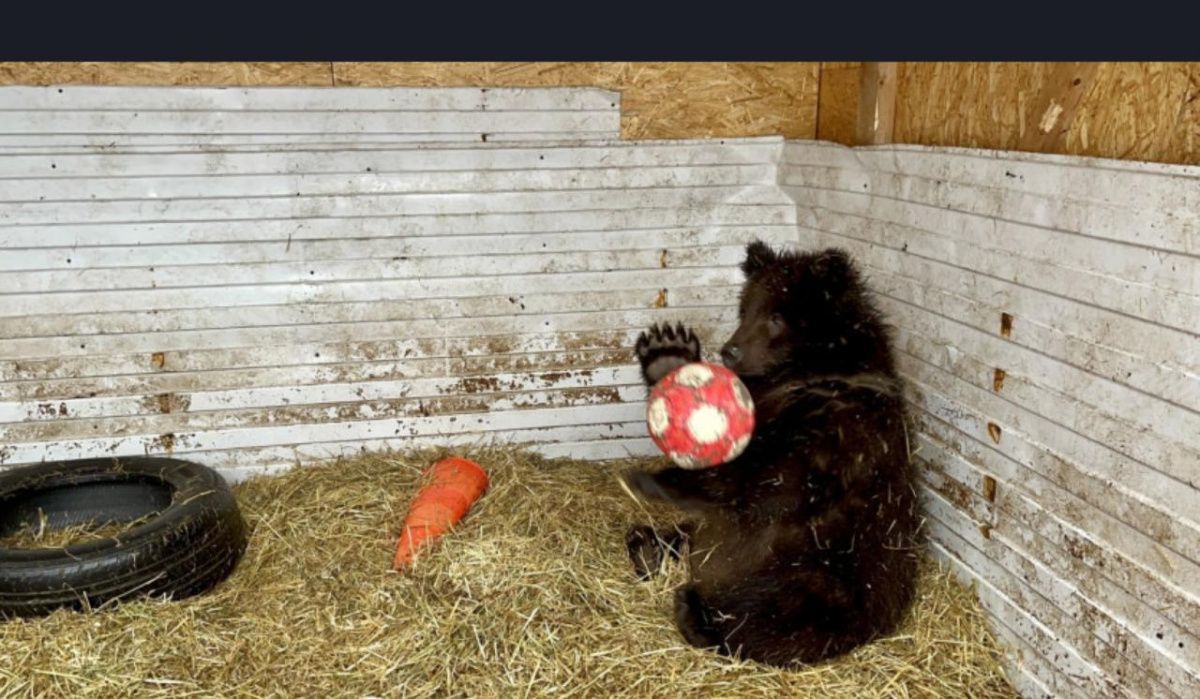 В Новосибирской области медвежата выпрашивали еду у местных жителей