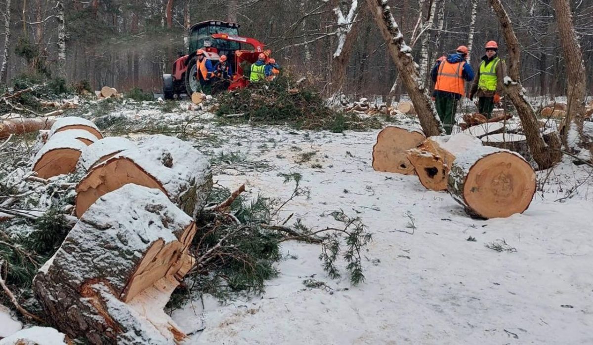 Мэр Новосибирска отменил распоряжение о вырубке деревьев 