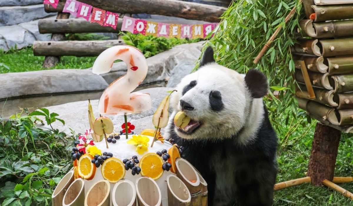 В Московском зоопарке отпраздновали день рождения панды Катюши