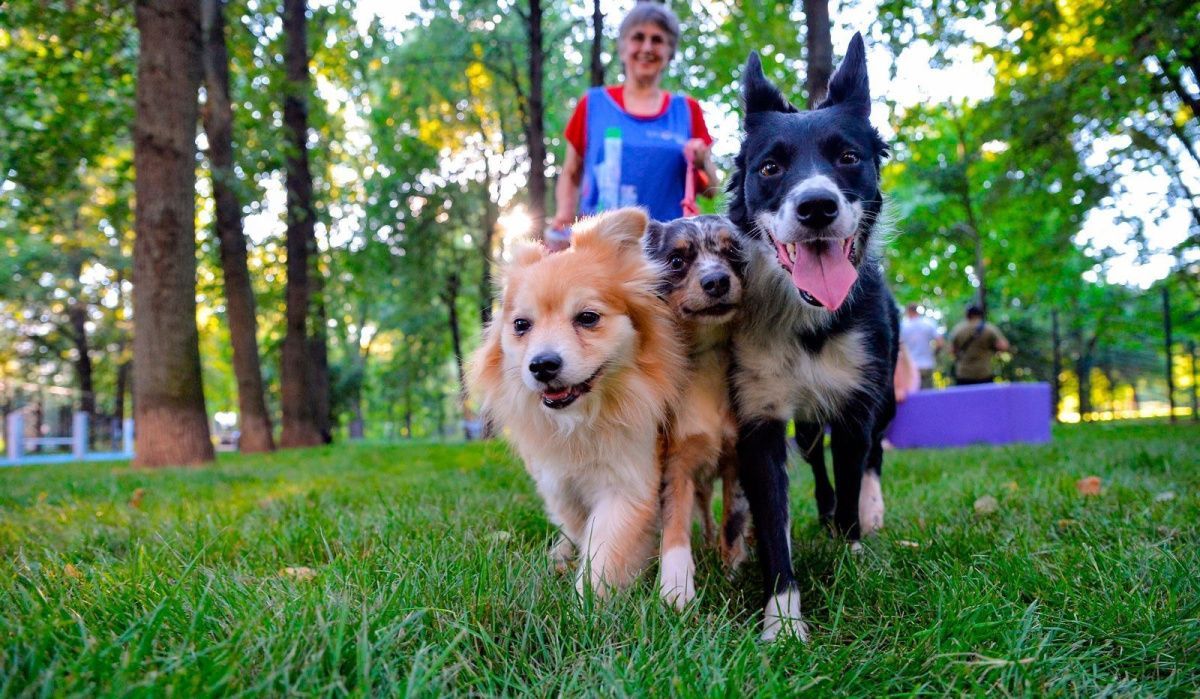 Москвичи выбрали талисман для проекта «Питомцы в Москве» на платформе «Активный гражданин»