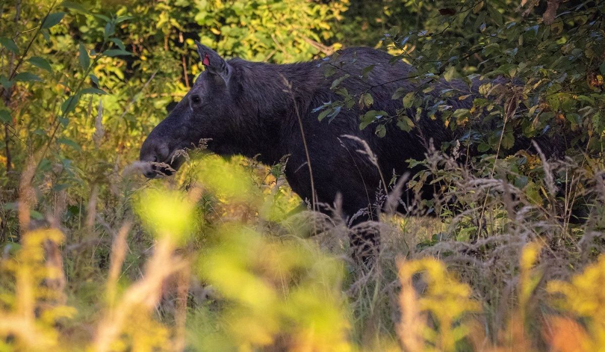 Экологи Москвы сообщили о начале гона у лосей: советы для горожан