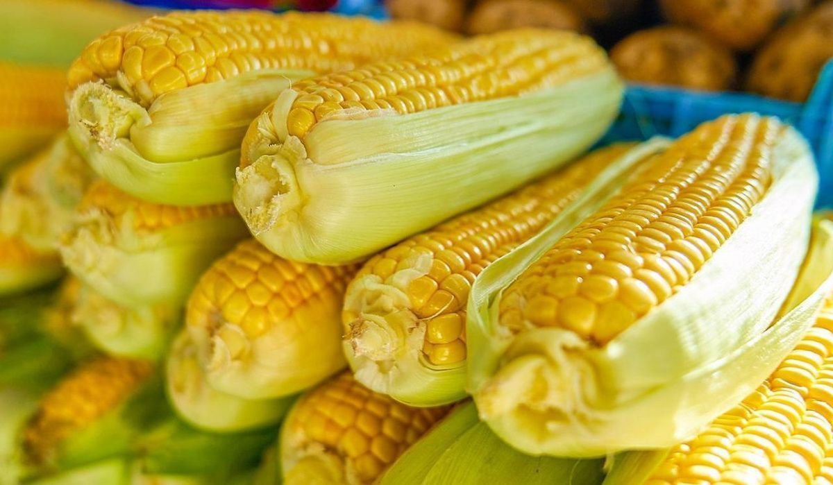 Сезон кукурузы стартовал на ярмарках Москвы
