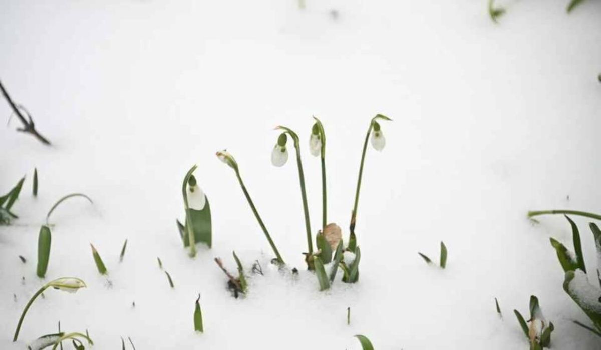 Штрафы за сбор подснежников грозят новосибирцам