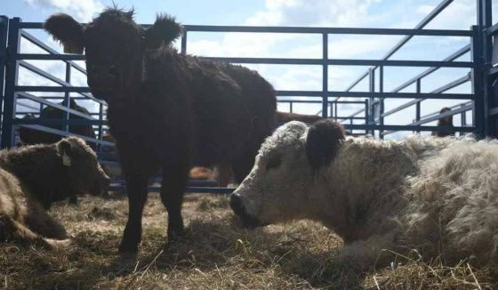 В Новосибирской области более 10 дней нет новых вспышек заболевания скота