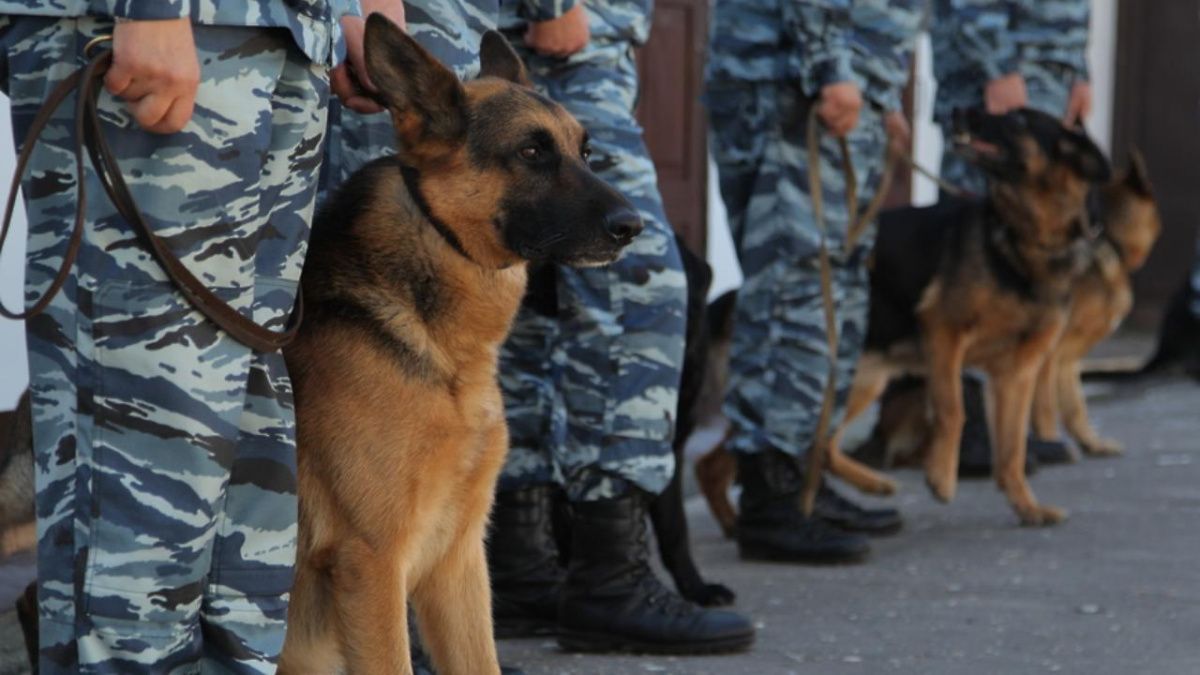 Десять торговых центров в зоне опасности: в Новосибирске снова проверяют здания на предмет минирования