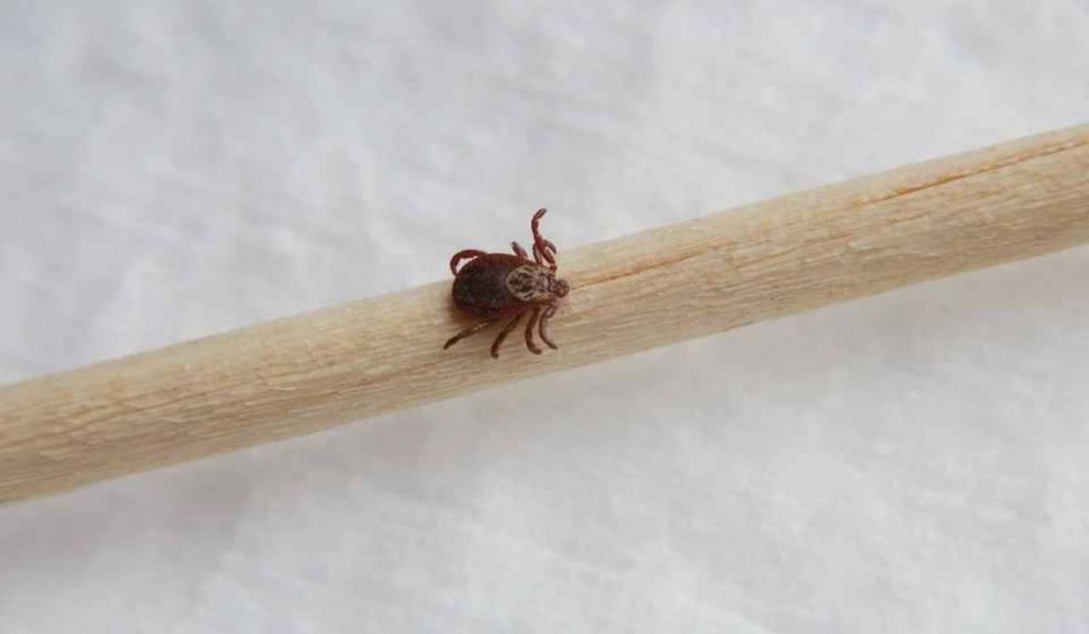 В семи районах Новосибирской области ожидается наибольшая активность клещей