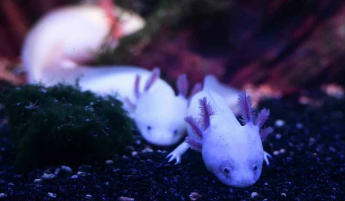 В &quot;Москвариуме&quot; представили нового обитателя