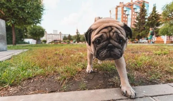 В Новосибирской области хотят ввести штрафы для владельцев домашних животных