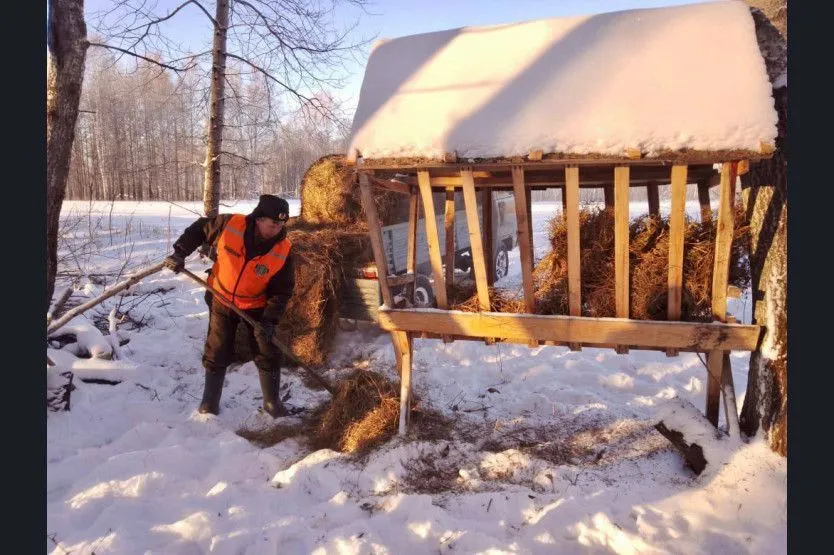 В Новосибирской области заготовили десятки тонн еды для диких животных 