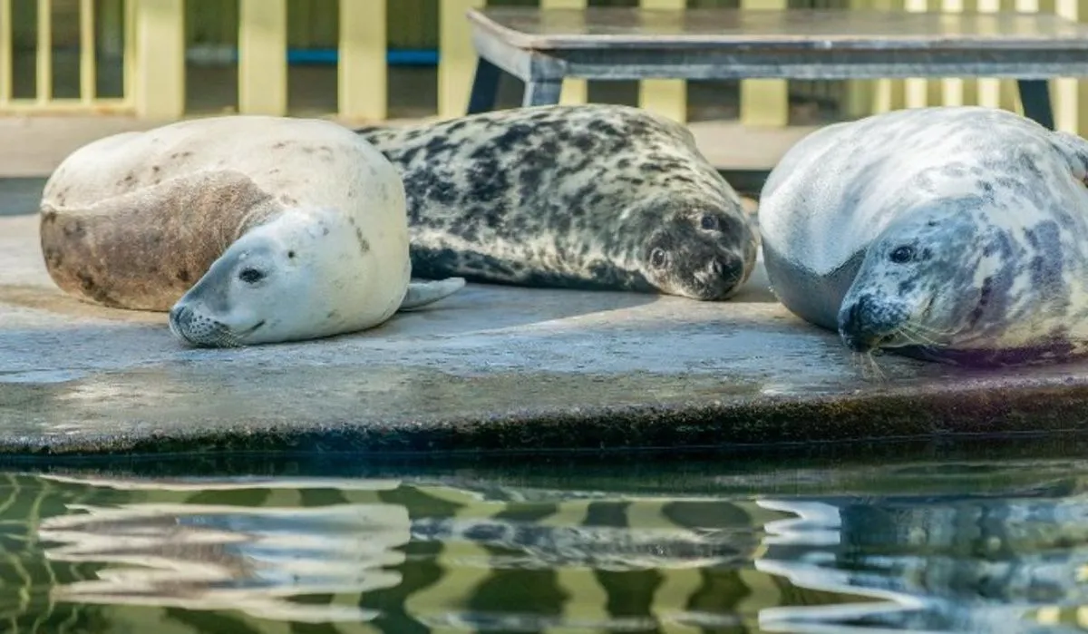 Калининградские тюлени получат новый дом