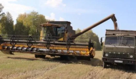 Урожай зерновых в Новосибирской области превышает потребность региона